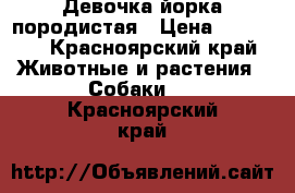 Девочка йорка породистая › Цена ­ 16 000 - Красноярский край Животные и растения » Собаки   . Красноярский край